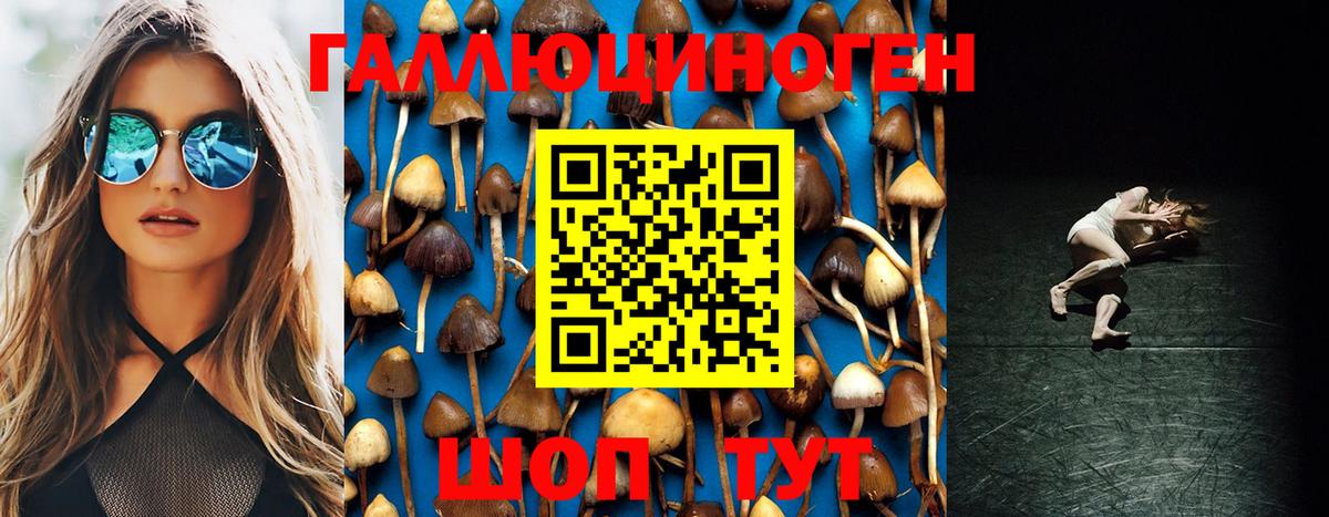 Псилоцибиновые грибы Psilocybine cubensis Саяногорск